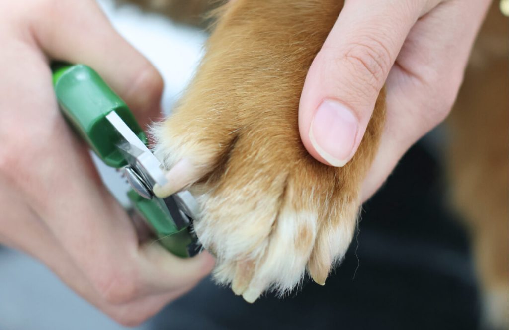 Berner sennen nagels worden geknipt