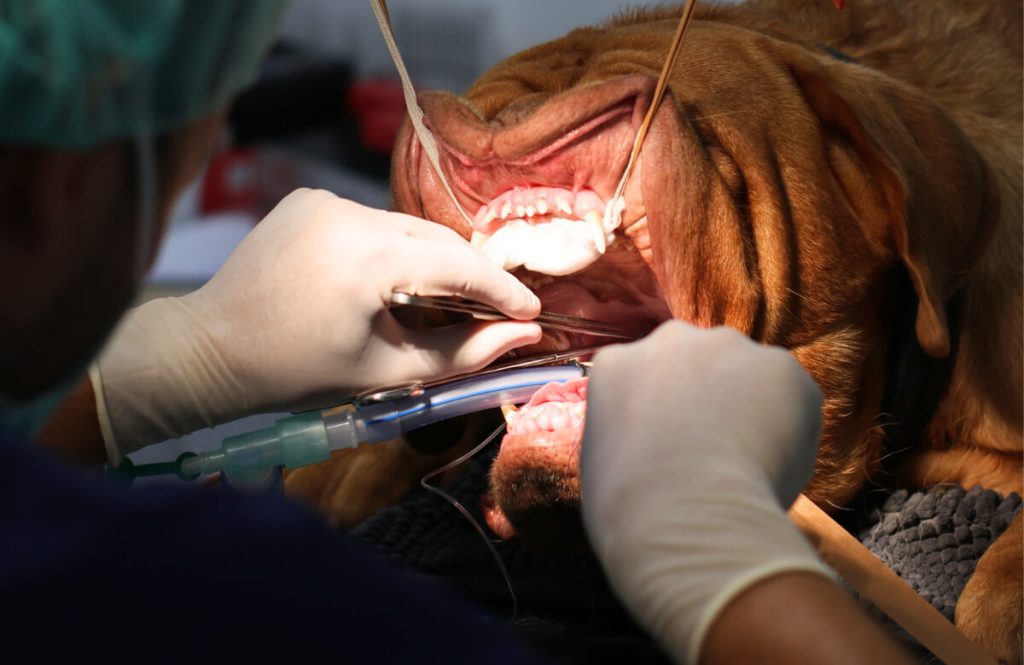 Dierenarts voert chirurgische ingreep uit bij boxer hond