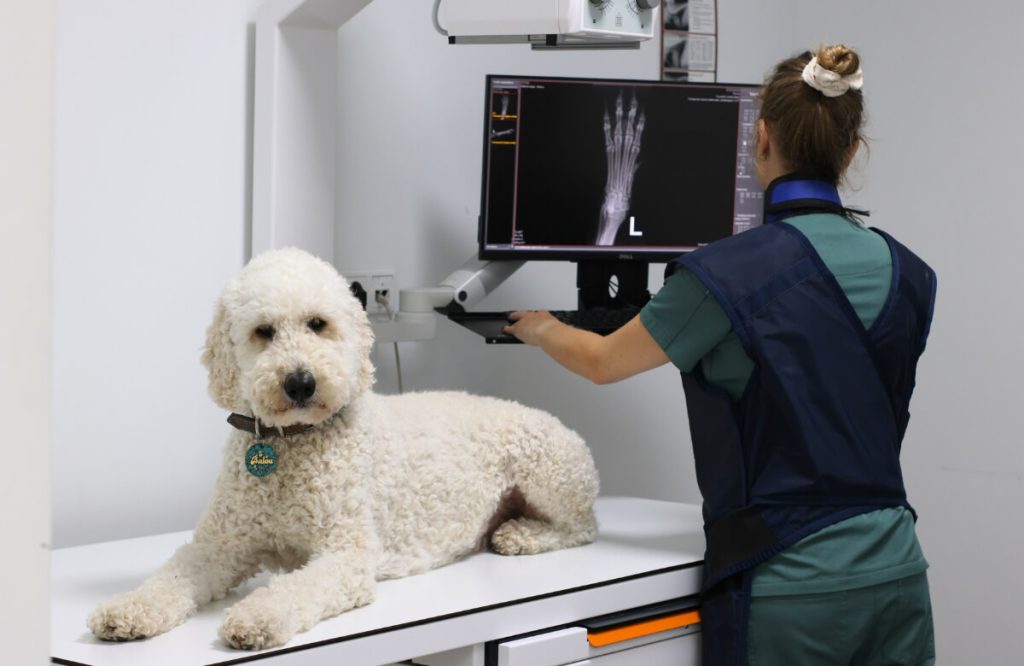Labradoodle die een röntgenfoto krijgt bij de dierenarts