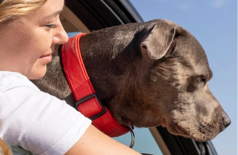 Deensedog kijkt uit autoraam met baasje