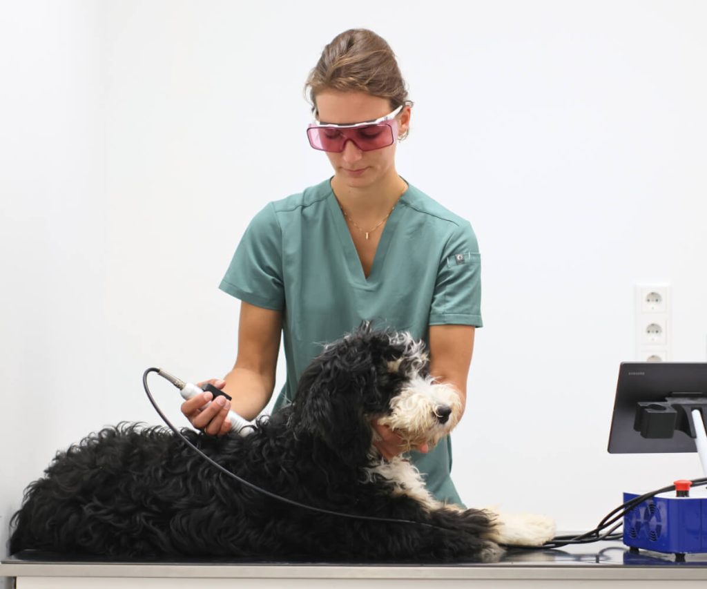 dierenarts die bij een berner sennen hond lasertherapie uitvoert