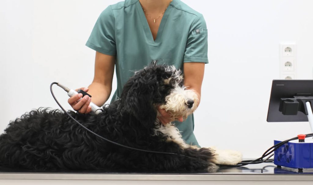 dierenarts die bij een berner sennen hond lasertherapie uitvoert