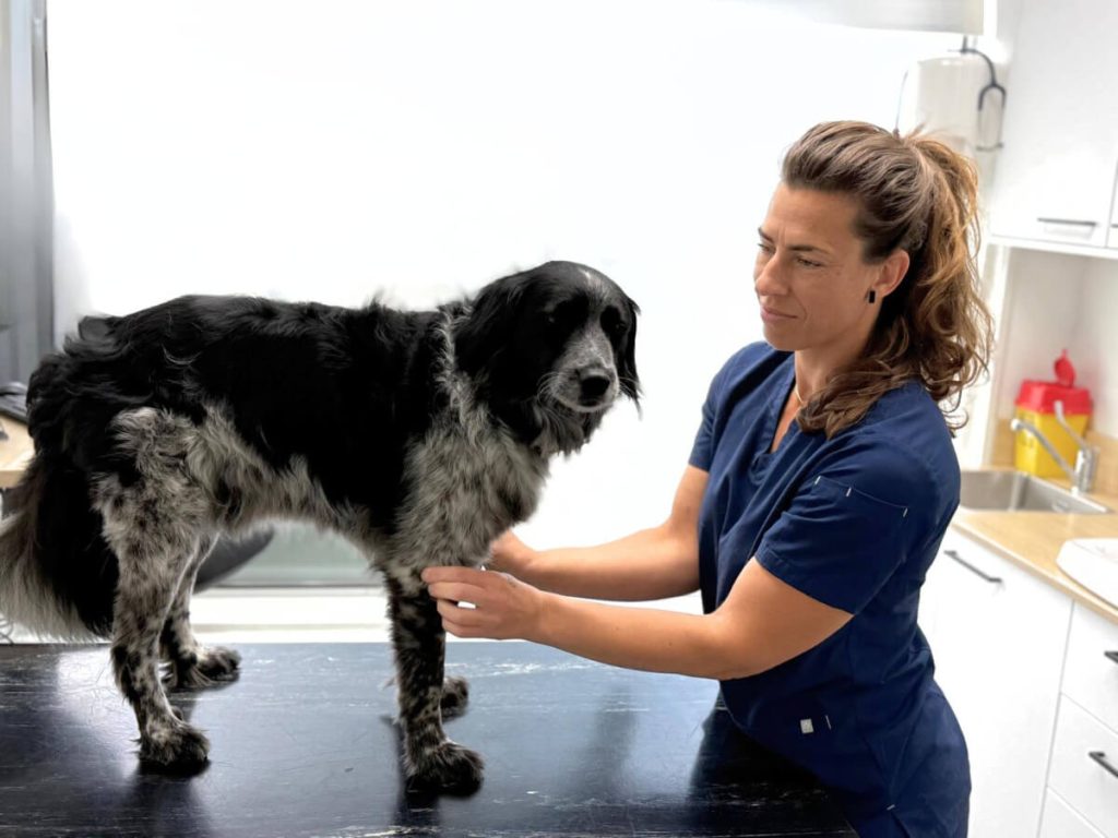 hond die wordt onderzocht bij de dierenarts