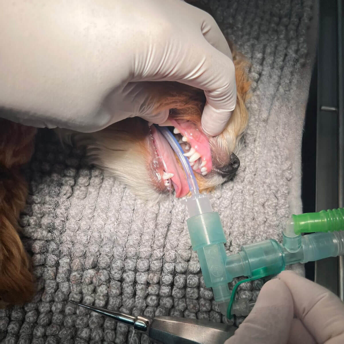 Tandheelkunde Dierenkliniek HHW tandheelkunde-dierenkliniek-hhw