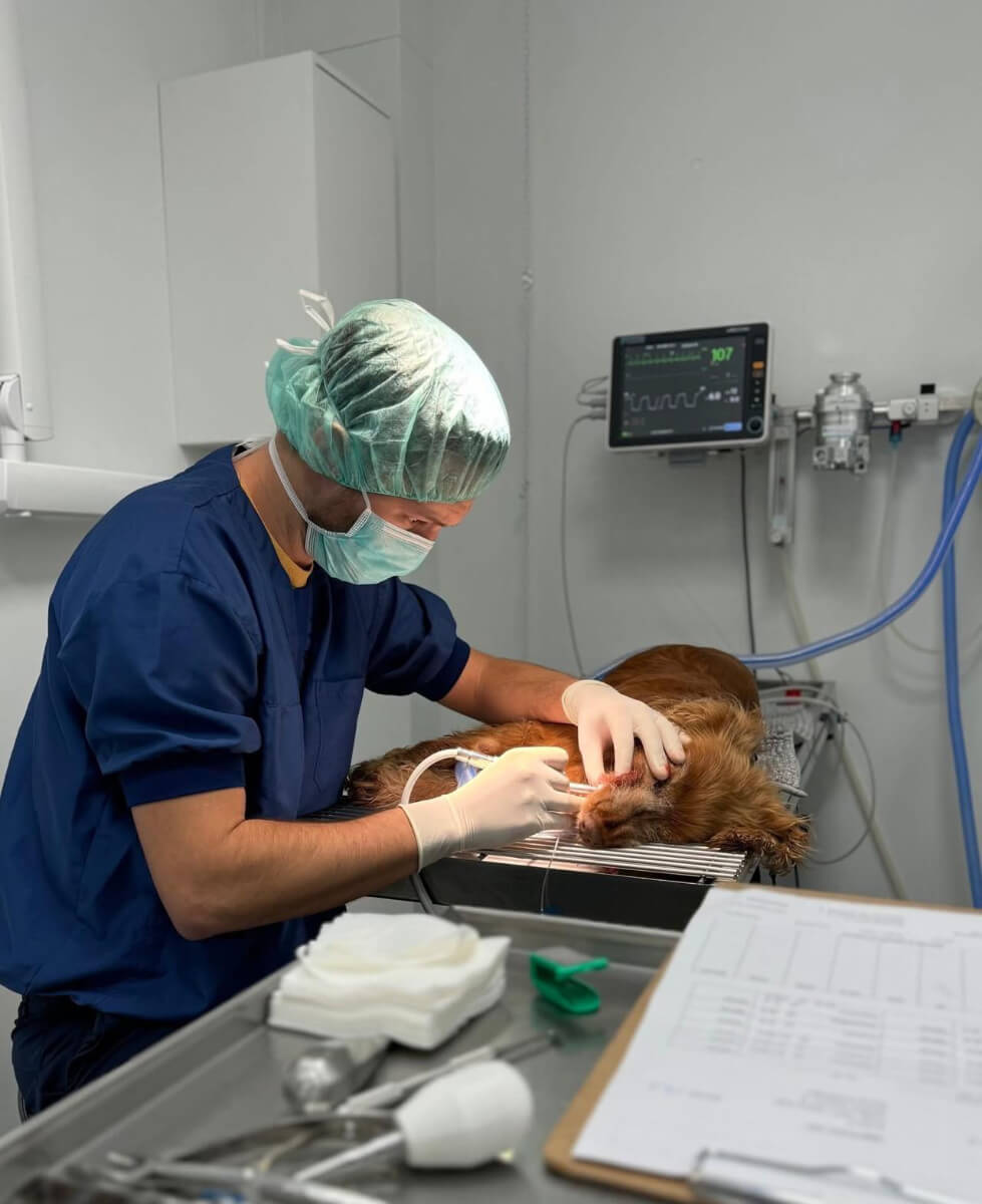 Tandheelkunde Dierenkliniek HHW tandheelkunde-dierenkliniek-hhw