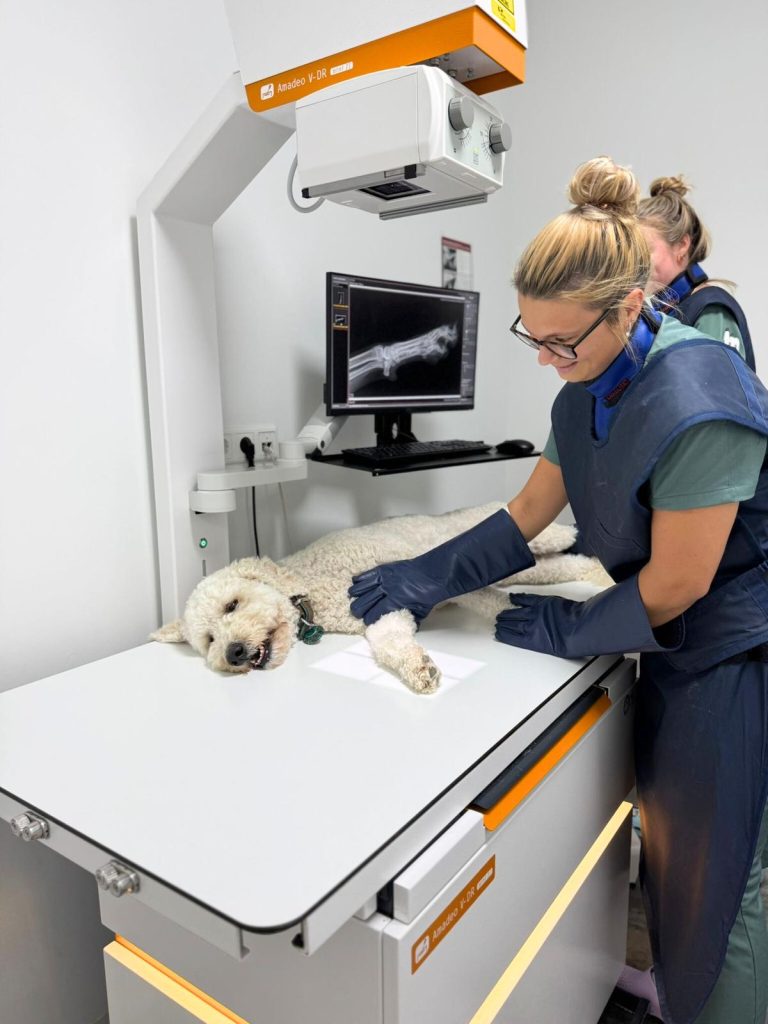 Notfall-Tierarzt in Nordholland