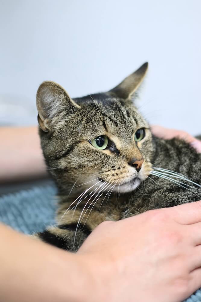 Der bezahlbare Notfall-Tierarzt in Nordholland. Benötigt Ihr Haustier Hilfe?