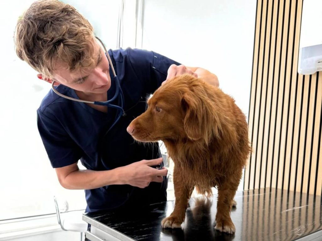 Cardiologie voor honden en katten